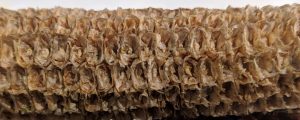 Close-up of textured, layered cob material for construction or insulation.