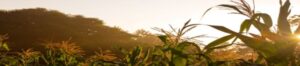 Lush green cornfield at sunrise with warm sunlight and clear sky.