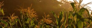 Sunrise over a lush cornfield with tall green stalks and golden tassels.