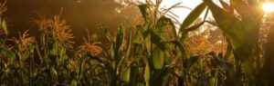Sunset over a lush cornfield with tall green stalks and golden light.