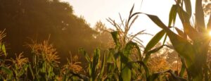 Sunset over a lush cornfield with tall green stalks and golden tassels.