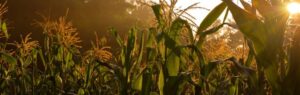 Sunset over a lush cornfield with tall green stalks and golden light.