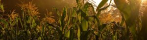 Sunset over a lush green cornfield with tall stalks and leaves.