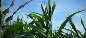 Close-up of lush green corn plants under a blue sky.