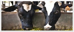 Two black and white dairy cows eating hay in a barn.