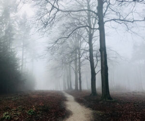 Misty forest path with leafless trees and foggy atmosphere in autumn.