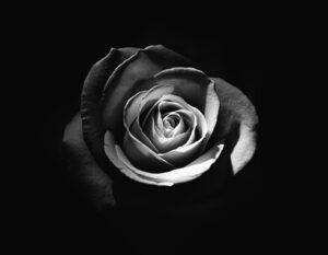 Black and white close-up of a rose flower with detailed petals.