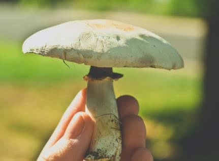 Close-up of a wild mushroom held in hand, suitable for cooking and recipes.